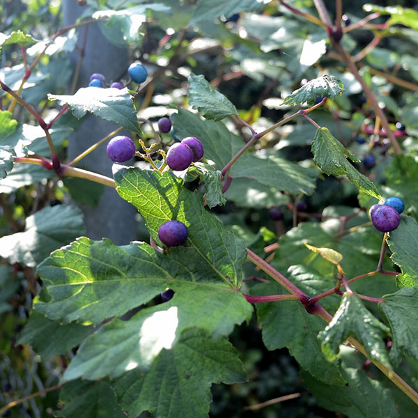 ヤマブドウ（山葡萄・山ぶどう）：一才山ブドウ3.5-4号ポット