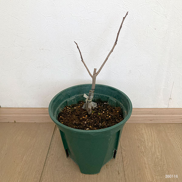 ポポー：ワバッシュ（接木苗）5-6号ポット