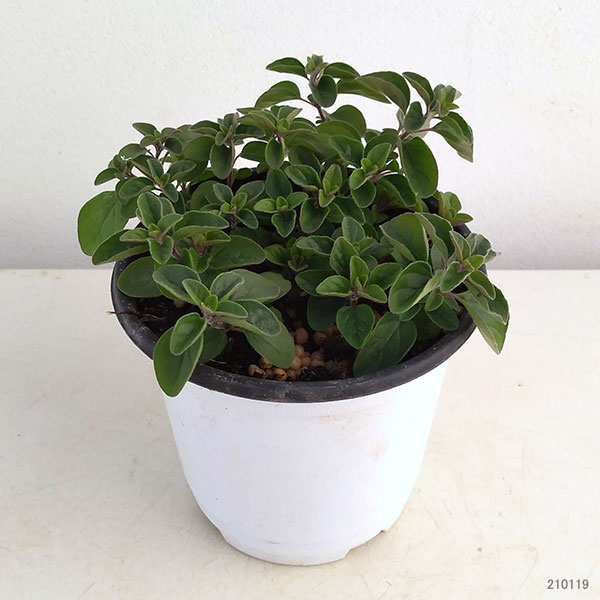 香りハーブ：オレガノ　シュープリーム3.5号ポット