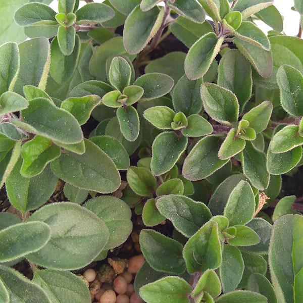 香りハーブ：オレガノ　シュープリーム3.5号ポット