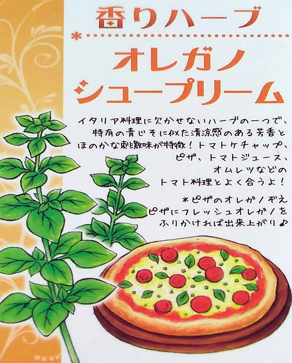 香りハーブ：オレガノ　シュープリーム3.5号ポット