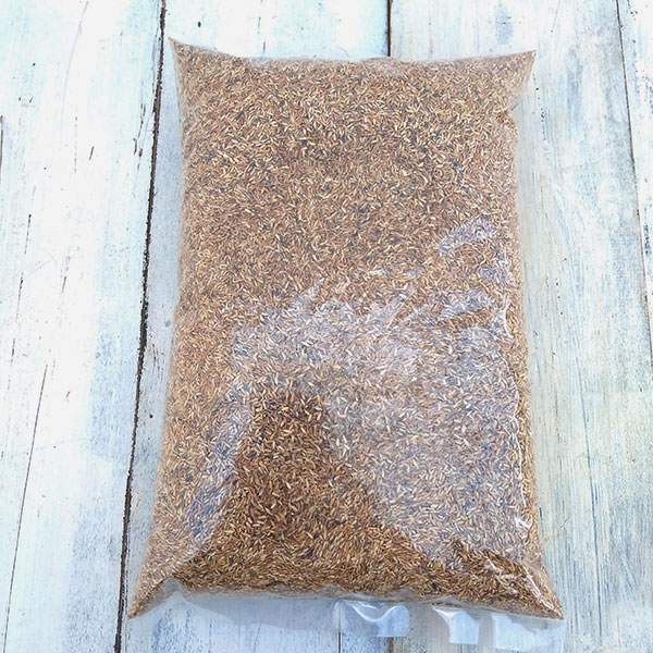 芝の種（業務用）：ノシバ　コンパドレ 500g
