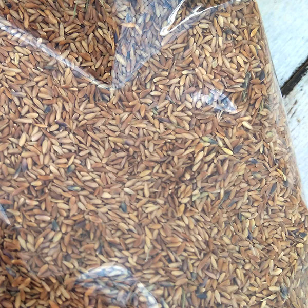 芝の種（業務用）：ノシバ　コンパドレ 500g