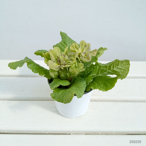 プリムラ：マーベルグリーン3.5号ポット