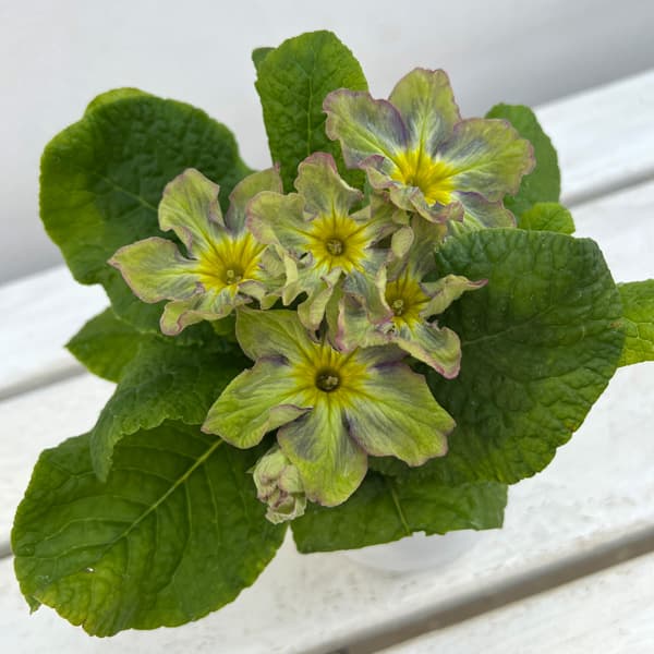 プリムラ：マーベルグリーン3.5号ポット