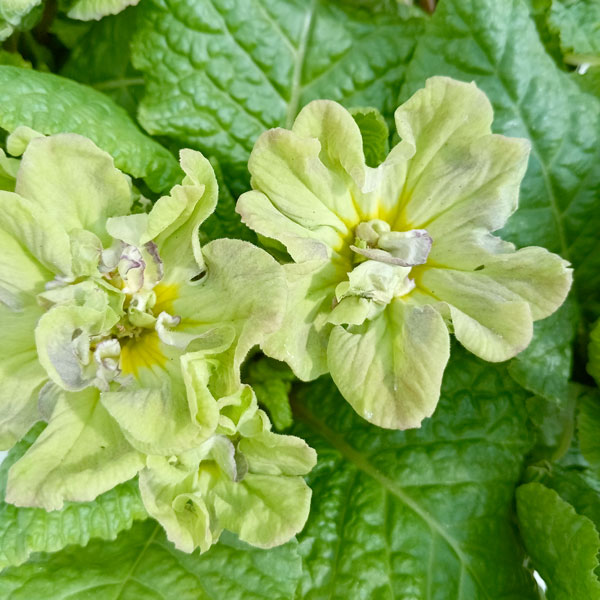 プリムラ：マーベルグリーン3.5号ポット