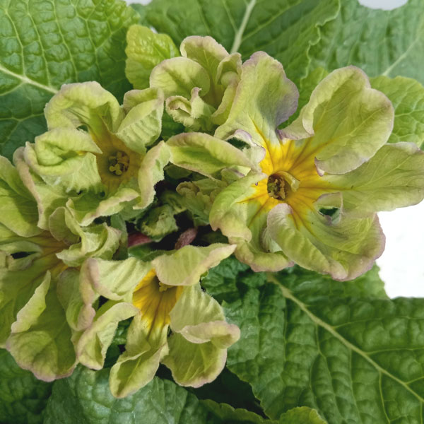 プリムラ：マーベルグリーン3.5号ポット