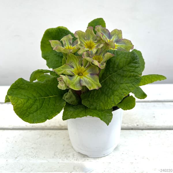 プリムラ：マーベルグリーン3.5号ポット