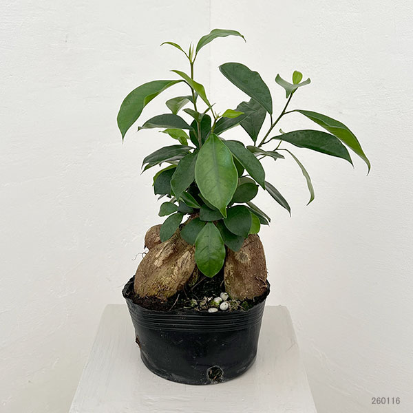 ガジュマル：根上仕立て　６号ポット