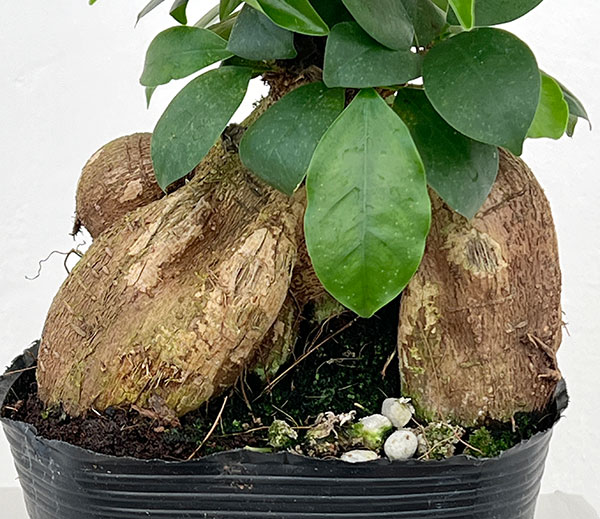 ガジュマル：根上仕立て　６号ポット