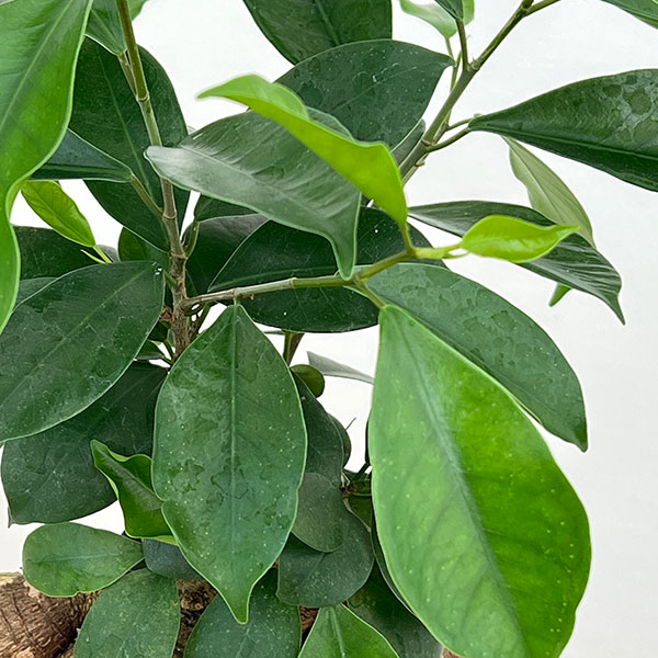 ガジュマル：根上仕立て　６号ポット