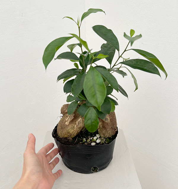 ガジュマル：根上仕立て　６号ポット