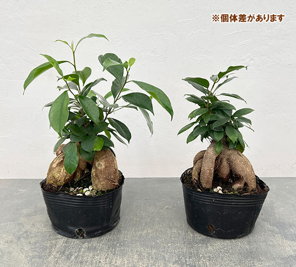 ガジュマル：根上仕立て　６号ポット