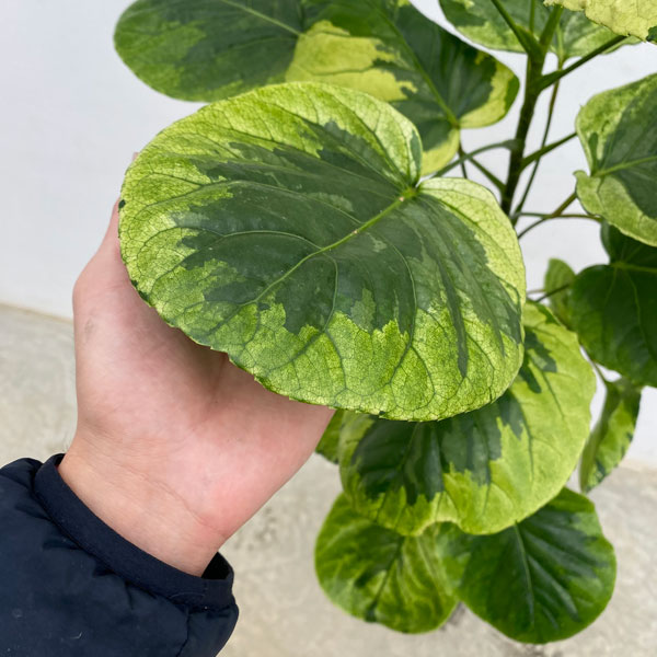 ポリシャス・フリスビー　 煌（キラメキ）6号鉢植え
