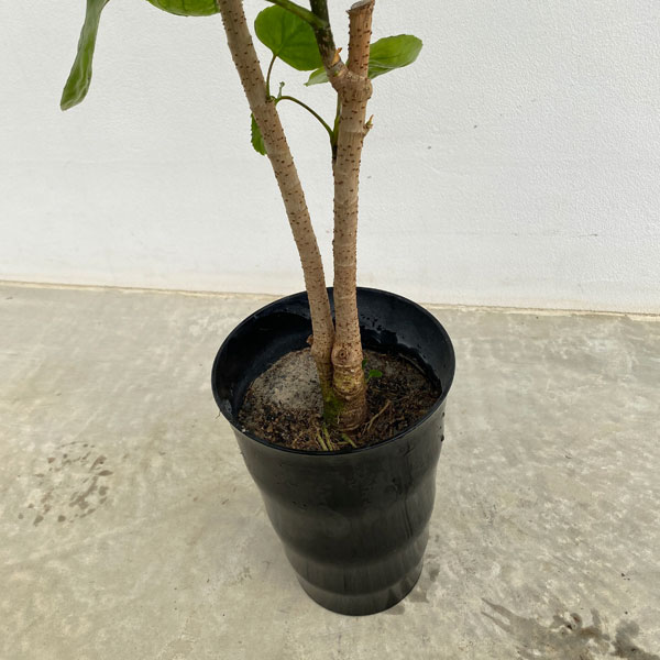 ポリシャス・フリスビー　 煌（キラメキ）6号鉢植え