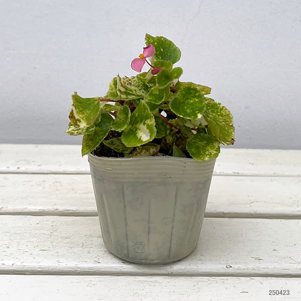 ベゴニア：ミルキーウェイ3.5号ポット