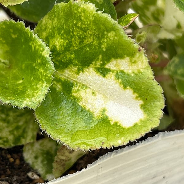 ベゴニア：ミルキーウェイ3.5号ポット