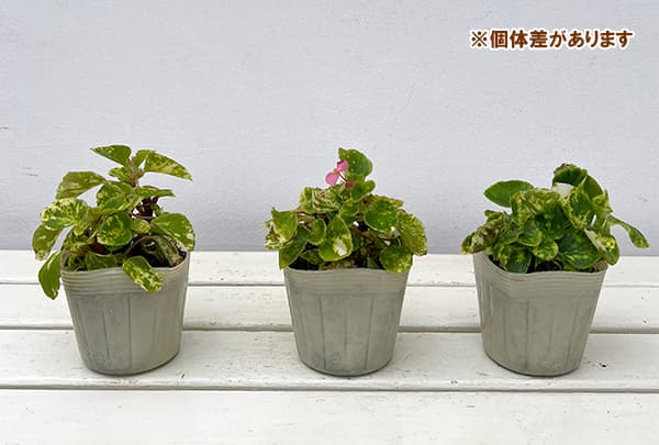 ベゴニア：ミルキーウェイ3.5号ポット