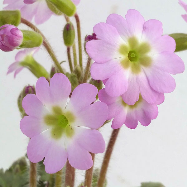 プリムラ：雲南桜草（ウンナンサクラソウ）3号ポット 2株セット