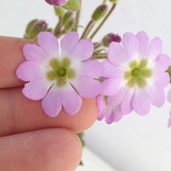 プリムラ：雲南桜草（ウンナンサクラソウ）3号ポット 2株セット