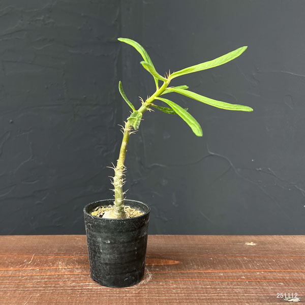 パキポディウム:サキュレンタム(実生)2.5号鉢植え