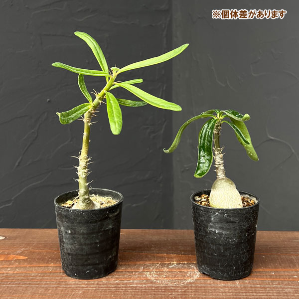 パキポディウム:サキュレンタム(実生)2.5号鉢植え