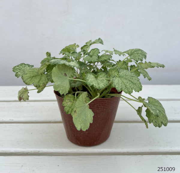 ヒューケラ:スプリッシュスプラッシュ3.5号ポット