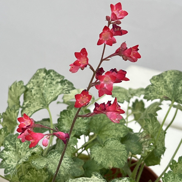 ヒューケラ:スプリッシュスプラッシュ3.5号ポット