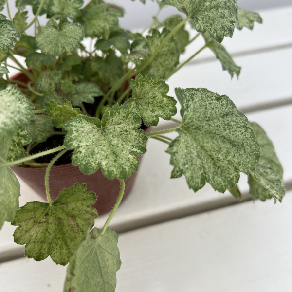 ヒューケラ:スプリッシュスプラッシュ3.5号ポット