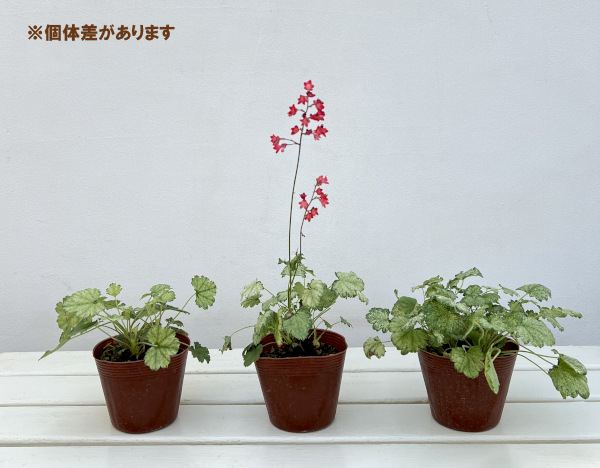 ヒューケラ:スプリッシュスプラッシュ3.5号ポット