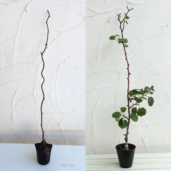 キウイ（メス木）：イエロークイーン4～5号ポット.