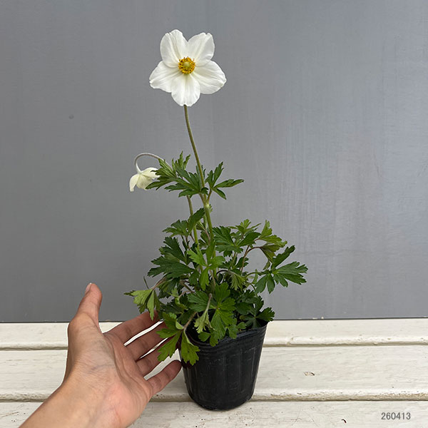 アネモネ：ウッドアネモネ　マドンナ3号ポット