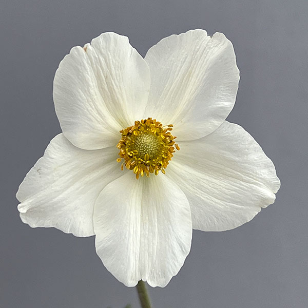 アネモネ：ウッドアネモネ　マドンナ3号ポット