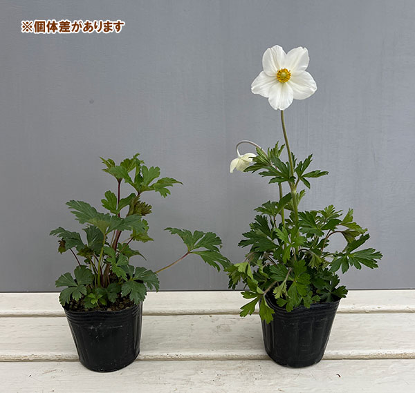 アネモネ：ウッドアネモネ　マドンナ3号ポット