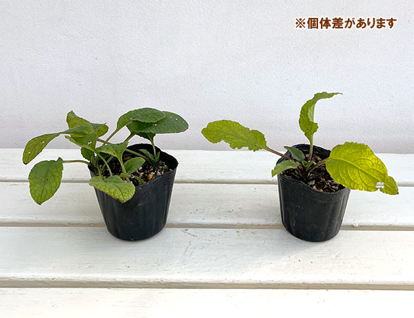 コンフリー：ドワーフコンフリー　ヒッドコートブルー3号ポット