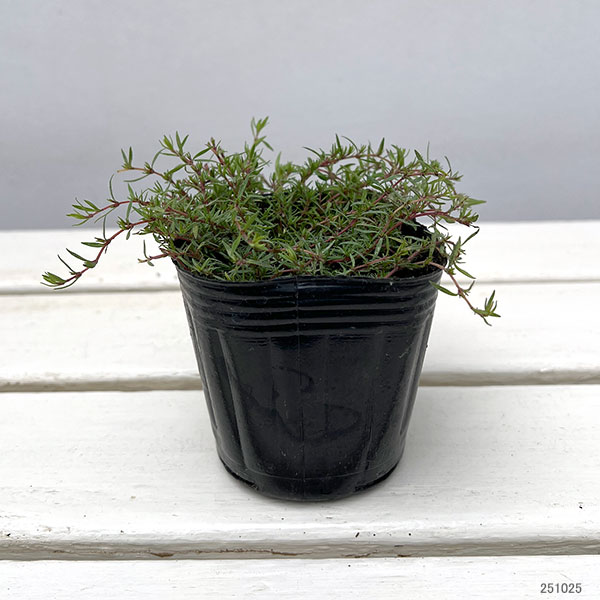 タイム:オレンジスパイス3号ポット