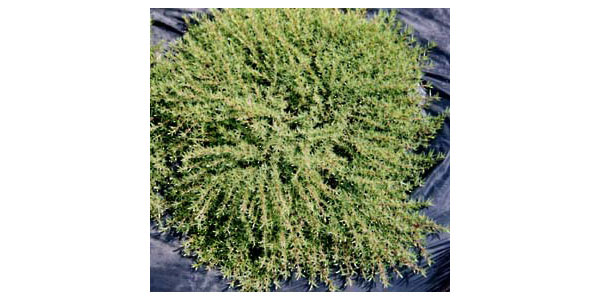 タイム:オレンジスパイス3号ポット