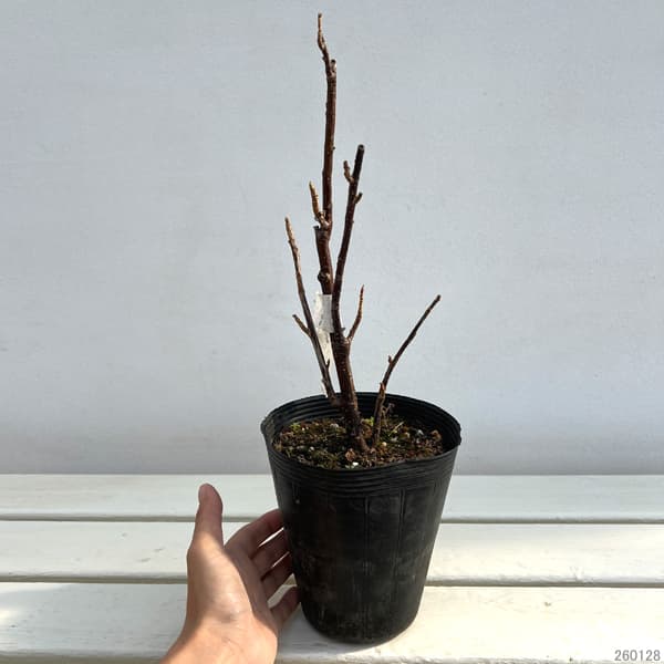 カシス：赤実フサスグリ（レッドカーラント）3-3.5号ポット