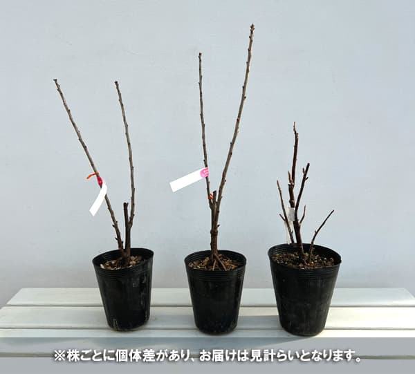 カシス：赤実フサスグリ（レッドカーラント）3-3.5号ポット