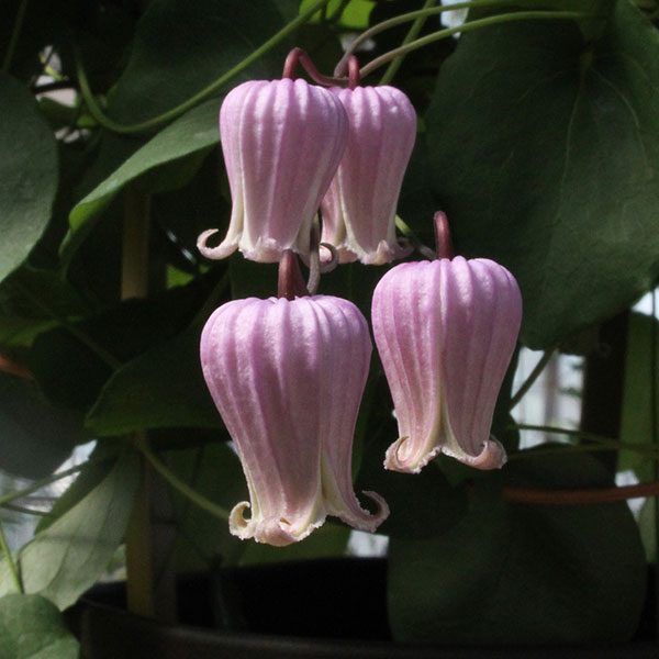 クレマチス：ラフネスバーシカラー4号ポット（ヴィオルナ系）