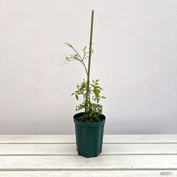 クレマチス：ラフネスバーシカラー4号ポット（ヴィオルナ系）