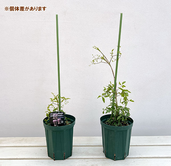 クレマチス：ラフネスバーシカラー4号ポット（ヴィオルナ系）