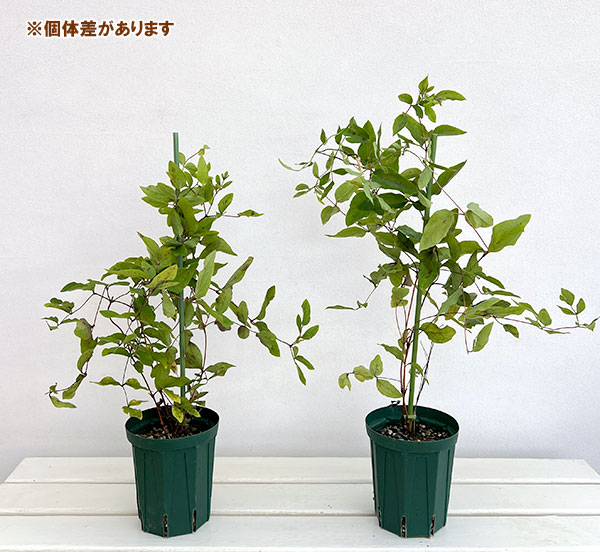 （わけあり特価）クレマチス：キリツボ（桐壺）4号ロングポット（ヴィオルナ系）