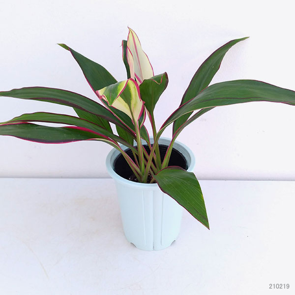 コルジリネ（コルディリネ）：ライジングサン　4号鉢入り