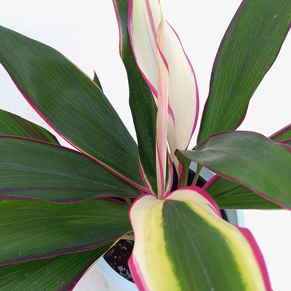 コルジリネ（コルディリネ）：ライジングサン　4号鉢入り