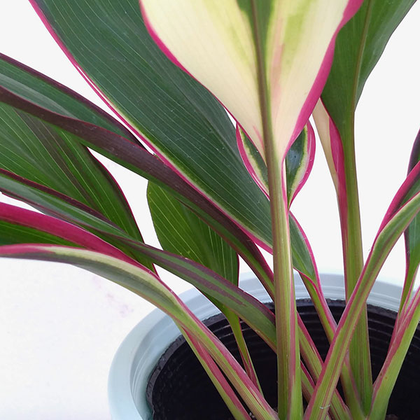 コルジリネ（コルディリネ）：ライジングサン　4号鉢入り