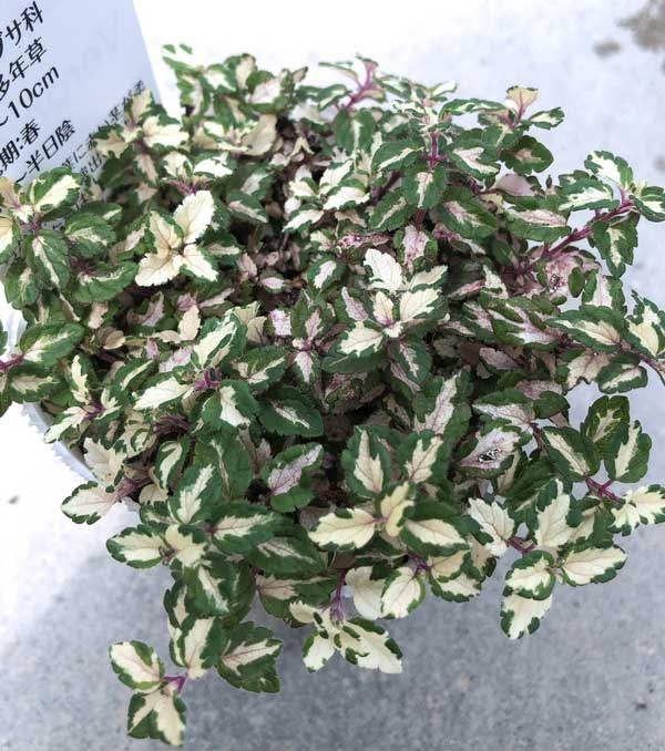 ベロニカ:レッドラインコンパクタ(斑入り)2.5号ロングポット