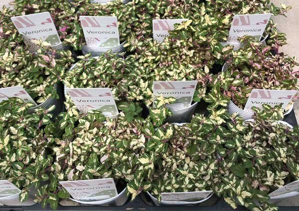 ベロニカ:レッドラインコンパクタ(斑入り)2.5号ロングポット