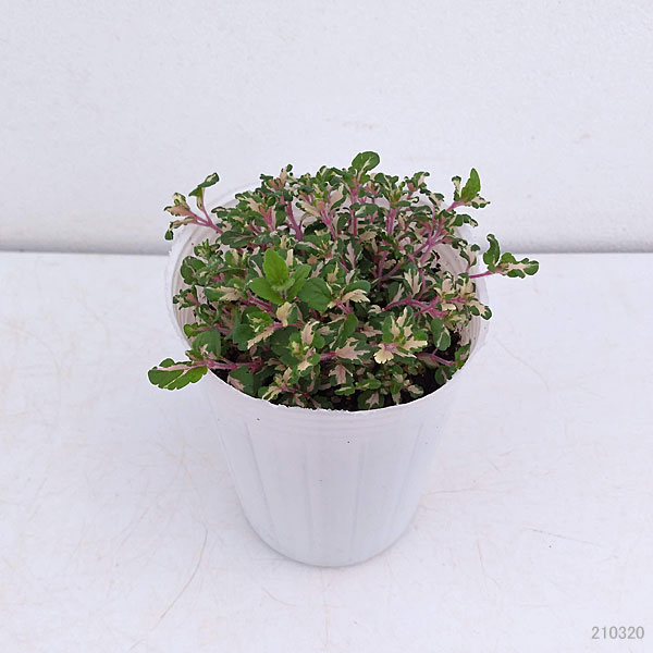 ベロニカ:レッドラインコンパクタ(斑入り)2.5号ロングポット