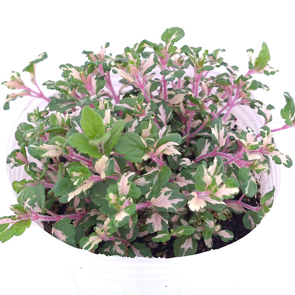 ベロニカ:レッドラインコンパクタ(斑入り)2.5号ロングポット